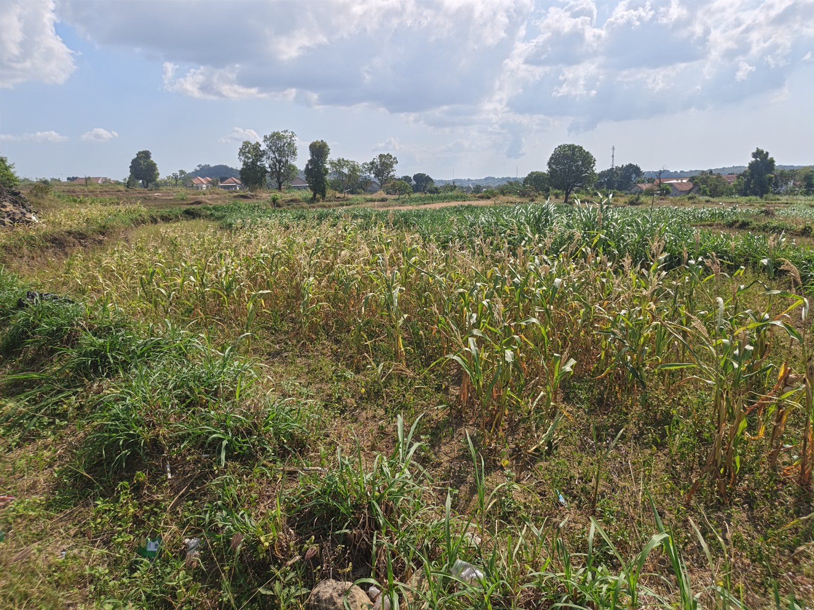 Survei lahan jagung dan observasi potensi pertanian desa